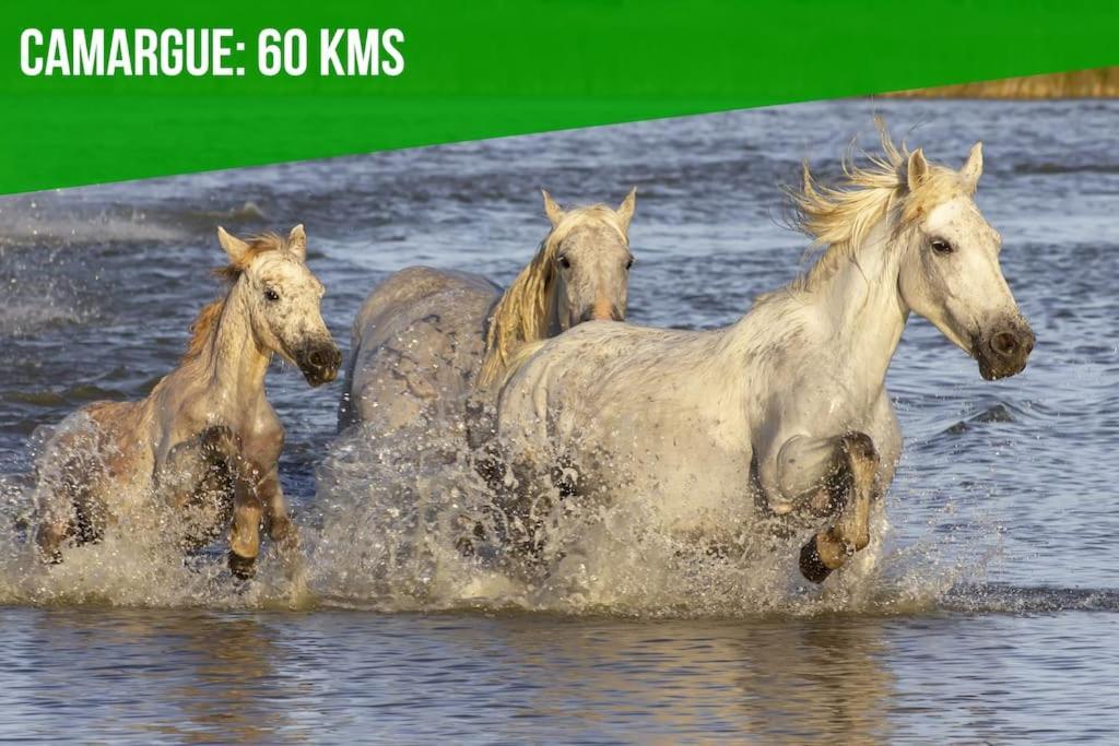 Les Felibres Lägenhet Avignon Exteriör bild